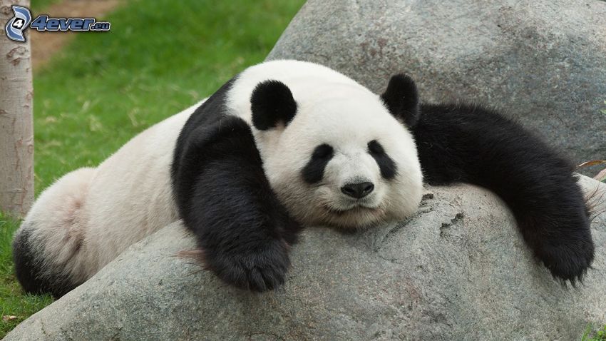 panda, dormir, rocher