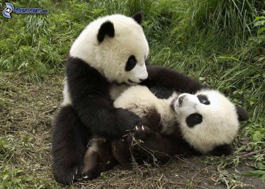 panda, jeunes, l'herbe