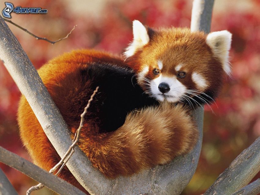 panda rouge, branche