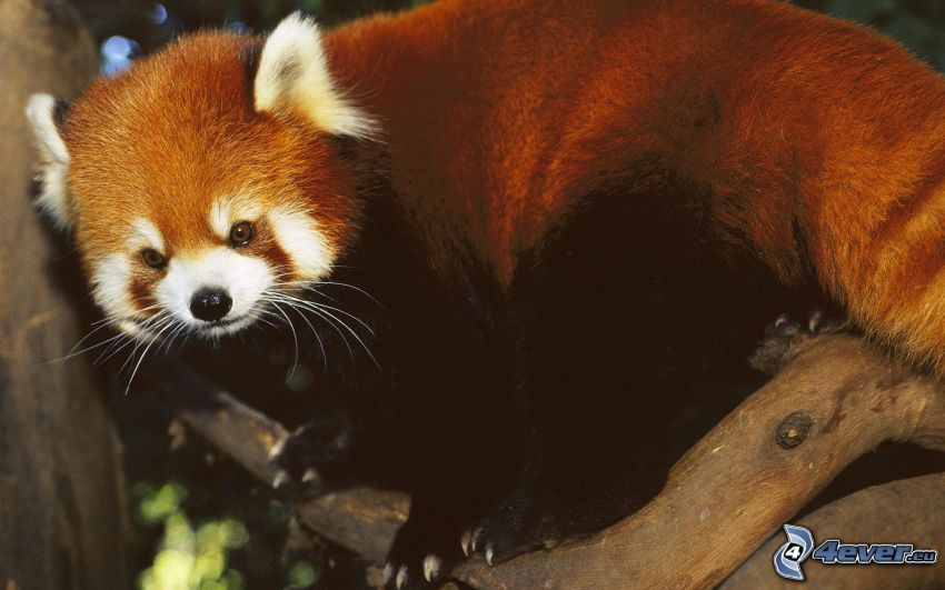 panda rouge