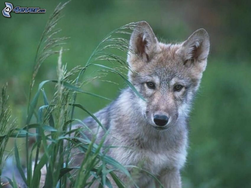 http://4everstatic.com/images/850xX/animaux/sauvages/petit-loup-153086.jpg
