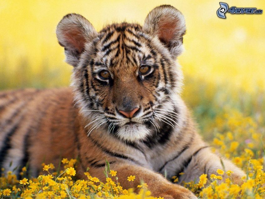 petit tigre, jeune, fleurs