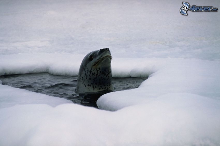 phoque, glace