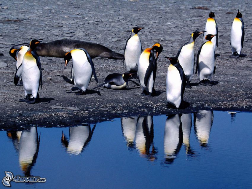 pingouins, eau, reflexion