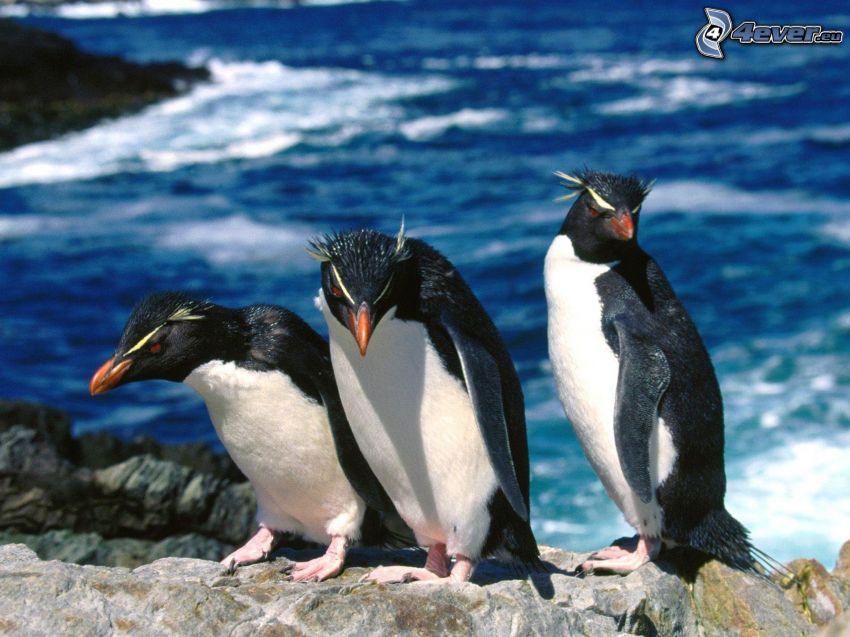 pingouins, mer