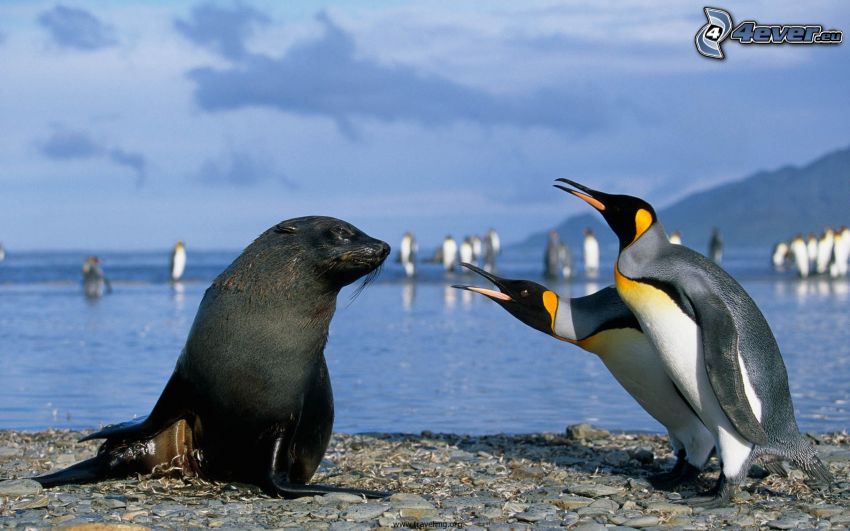 pingouins, phoque