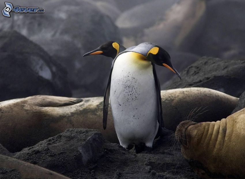 pingouins, phoques