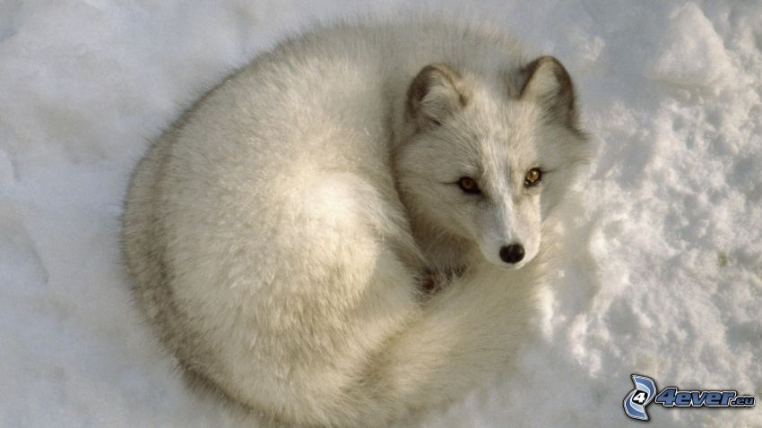 renard polaire, neige