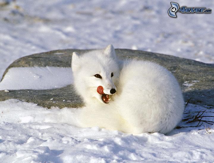 renard polaire, neige
