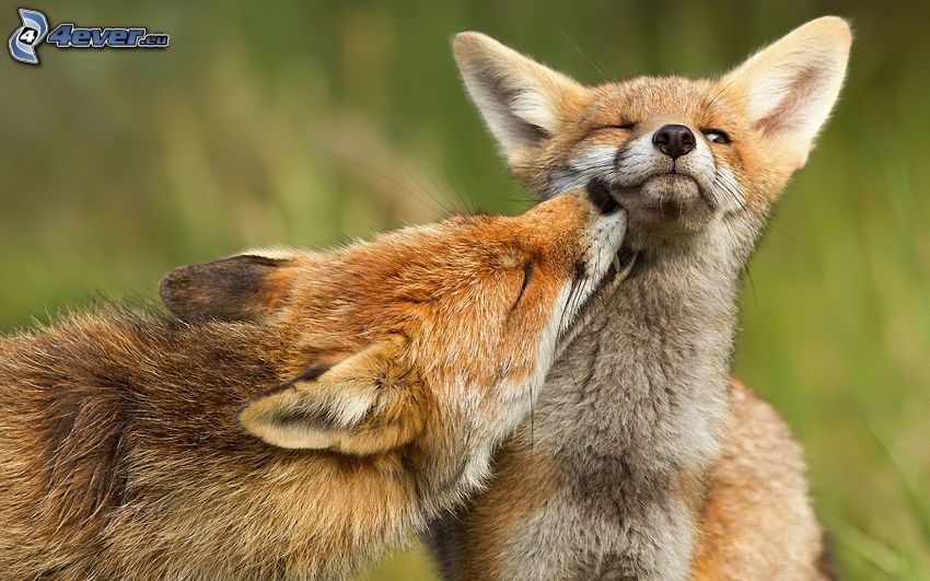 renards, baiser