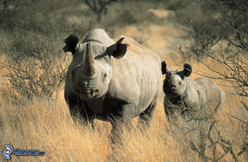 Rhinocéros, jeunes rhinocéros, arbustes, l'herbe haute