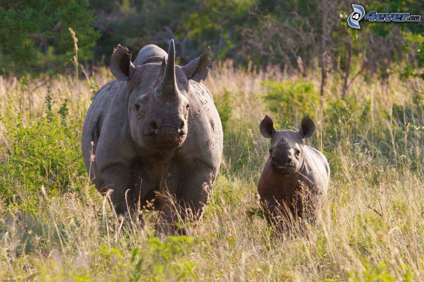 Rhinocéros, jeunes rhinocéros, l'herbe haute