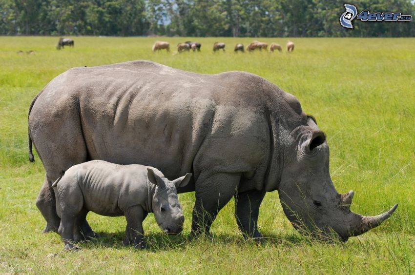 Rhinocéros, jeunes rhinocéros, prairie