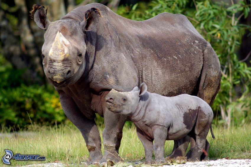 Rhinocéros, jeunes rhinocéros