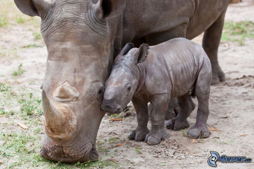 Rhinocéros, jeunes rhinocéros