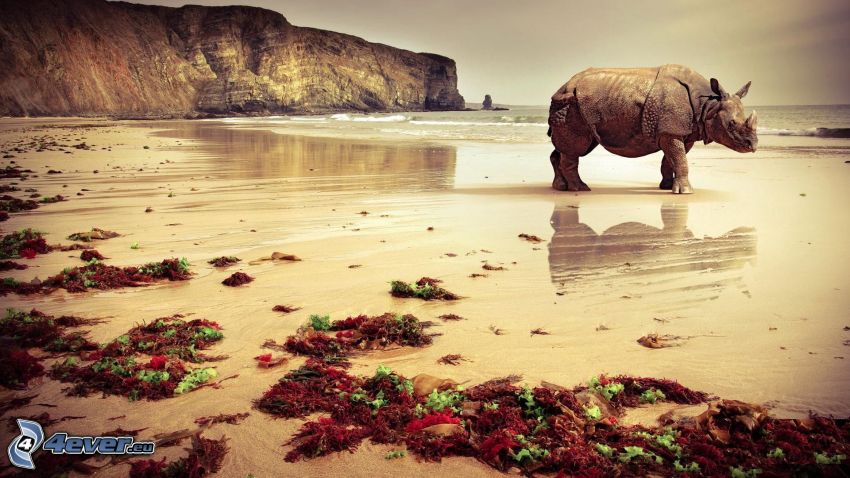 rhinocéros, plage de sable