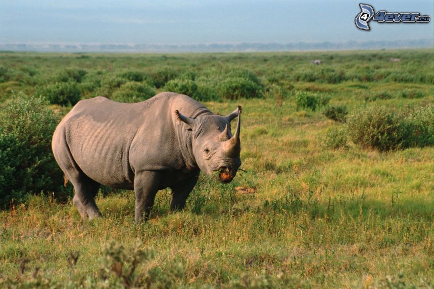 rhinocéros, Tanzanie, steppe, savane