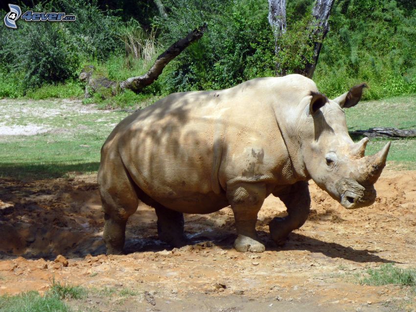 rhinocéros