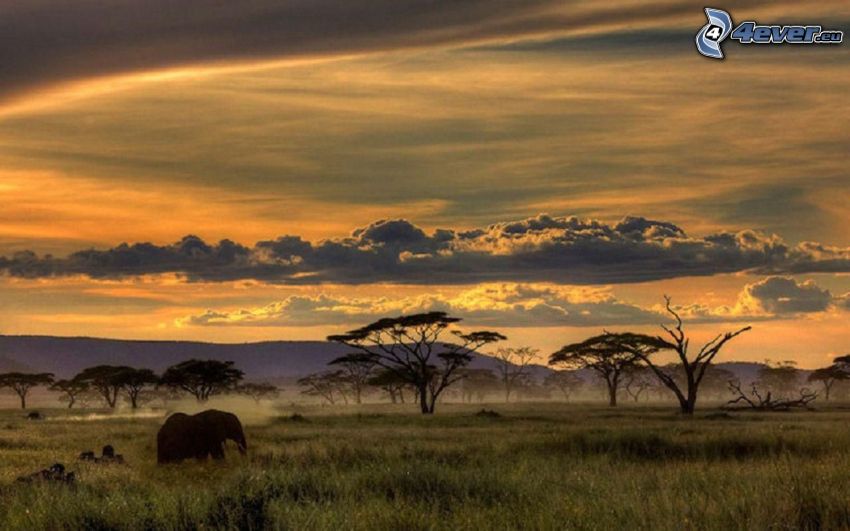 Safari, éléphant, après le coucher du soleil