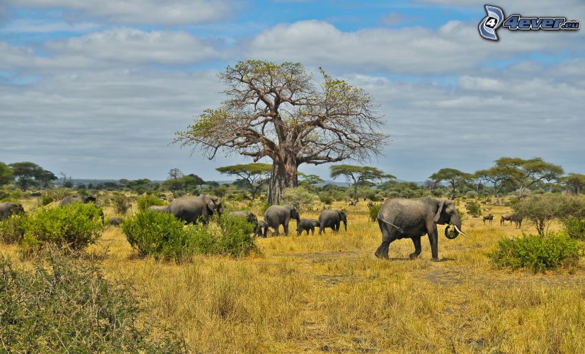savane, éléphants, baobabs
