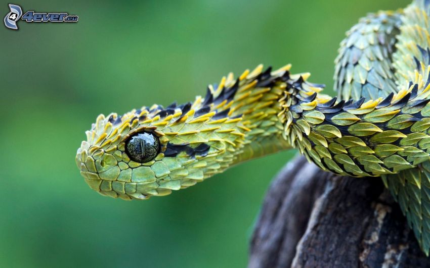 serpent, jeune