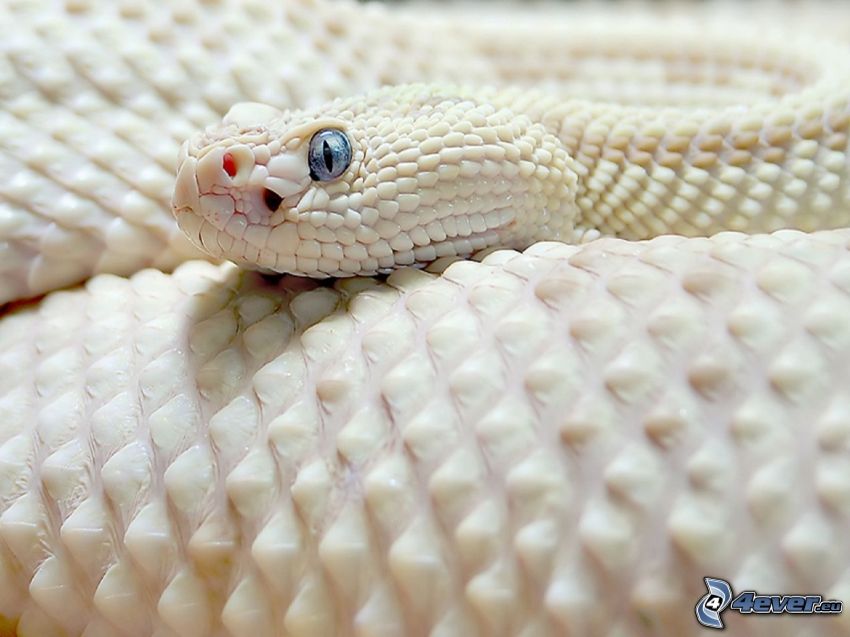 serpent blanc