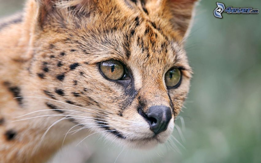 Serval, yeux