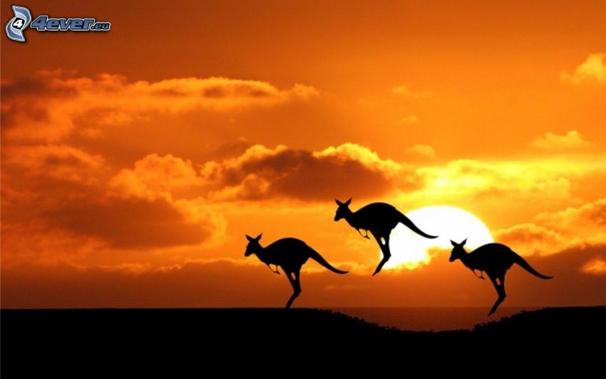 silhouette des kangourous, kangourous, coucher du soleil sur la savane, ciel orange