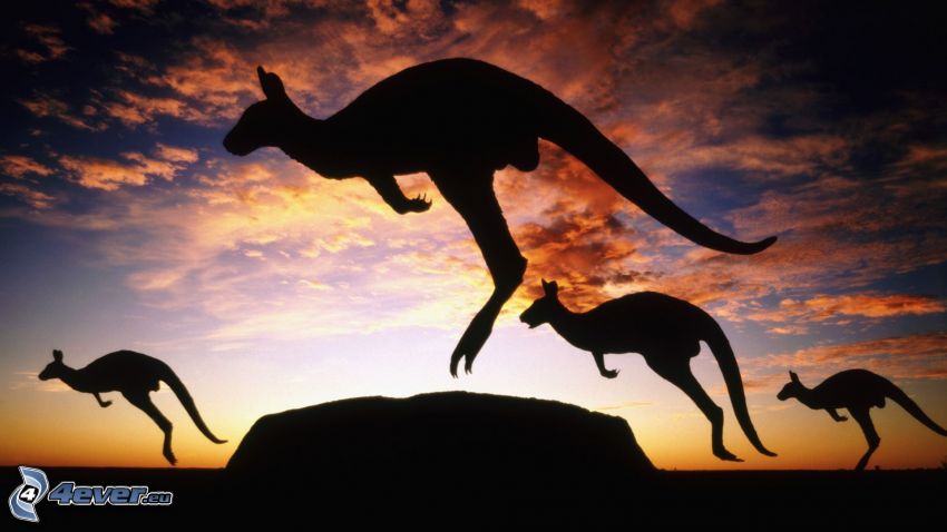 silhouette des kangourous, kangourous