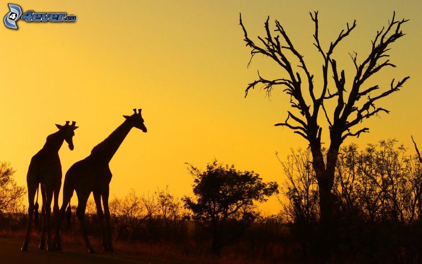 silhouettes de girafes, silhouettes d'arbres, ciel jaune