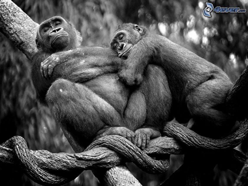 singes, dormir, photo noir et blanc