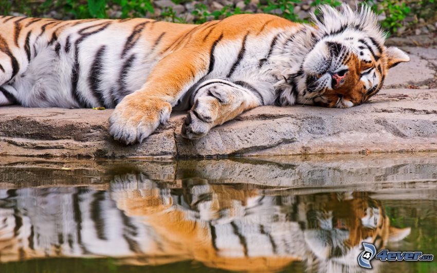 tigre, dormir, pierre, eau, reflexion, confort