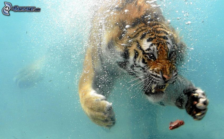tigre, eau, aliment