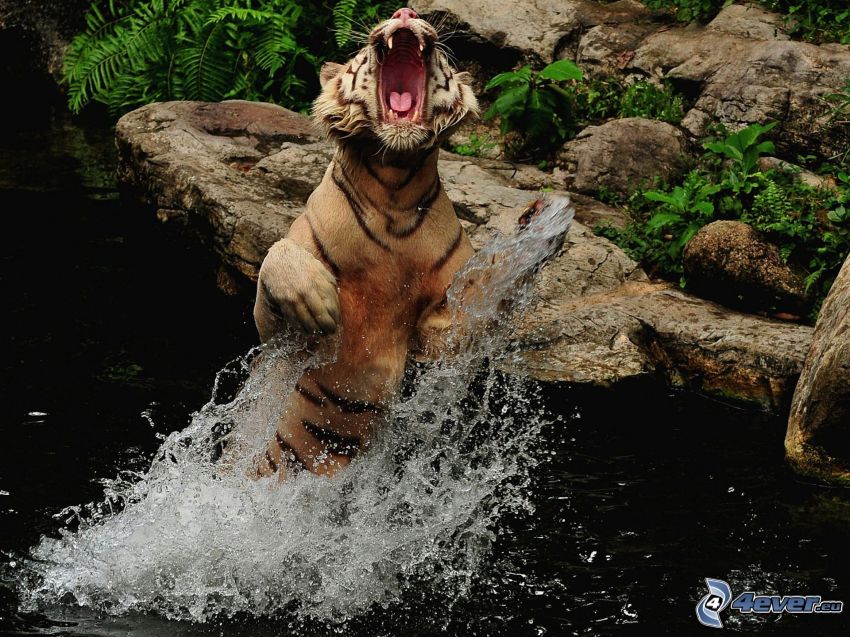 tigre, eau, rugir