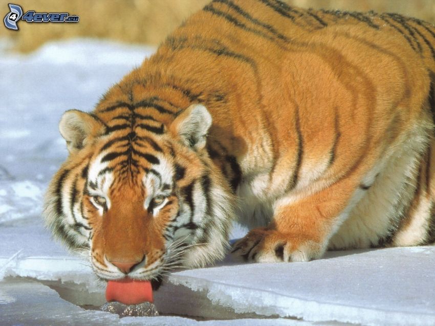 tigre, glace, eau, langue
