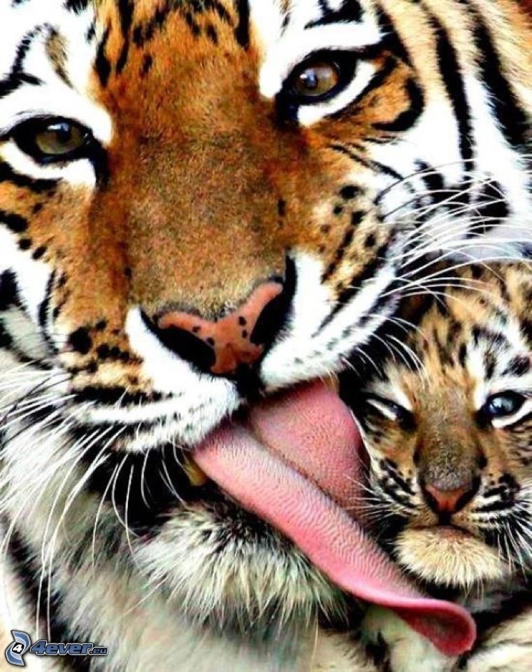 tigre, jeune, langue