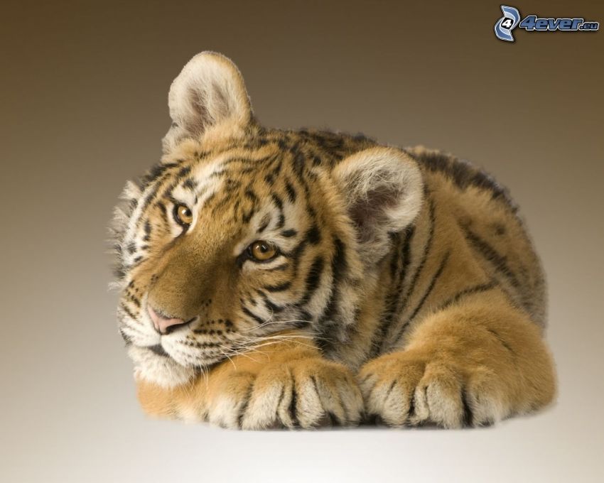 tigre, jeune