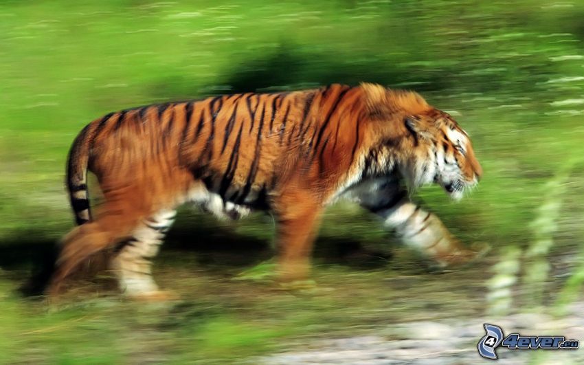 tigre, la vitesse