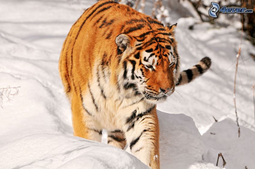 tigre, neige