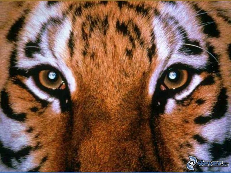 tigre, yeux, animaux