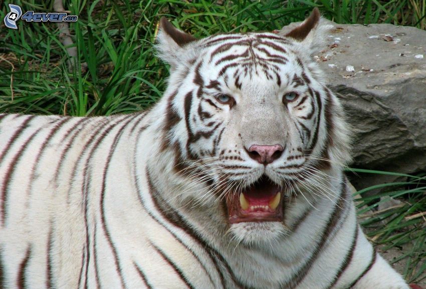 tigre blanc, bâillement