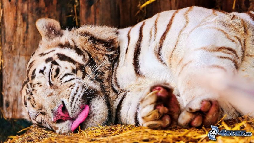 tigre blanc, dormir, foin