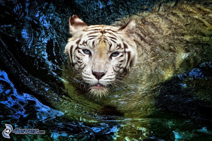 tigre blanc, eau