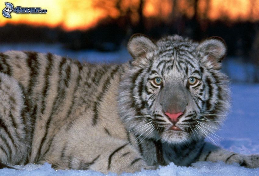 tigre blanc, jeune, neige