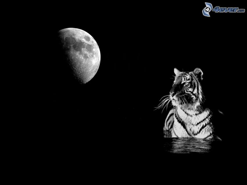 tigre blanc, lune pleine