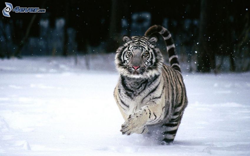 tigre blanc, neige