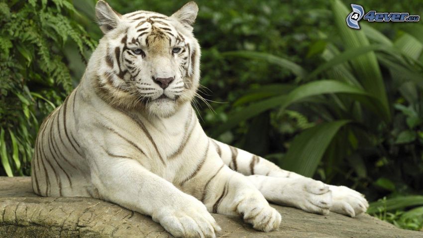 tigre blanc