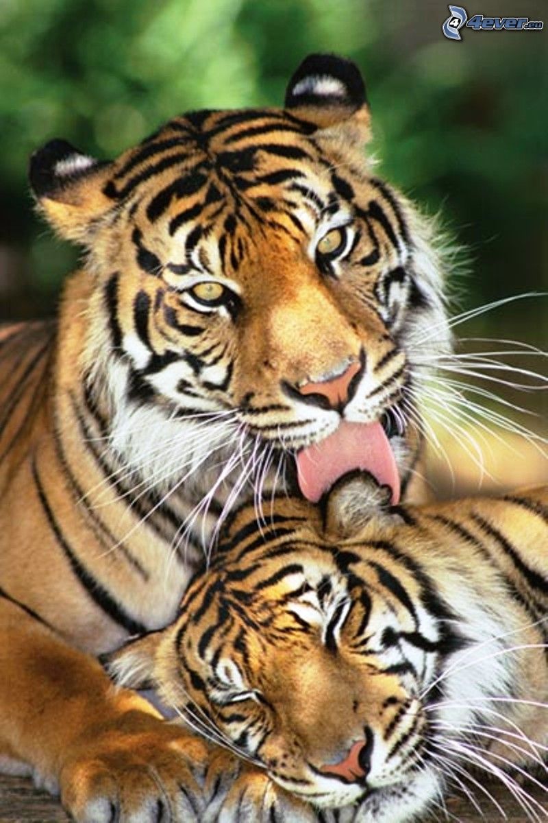 tigres, jeune, langue