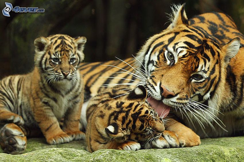 tigres, jeunes