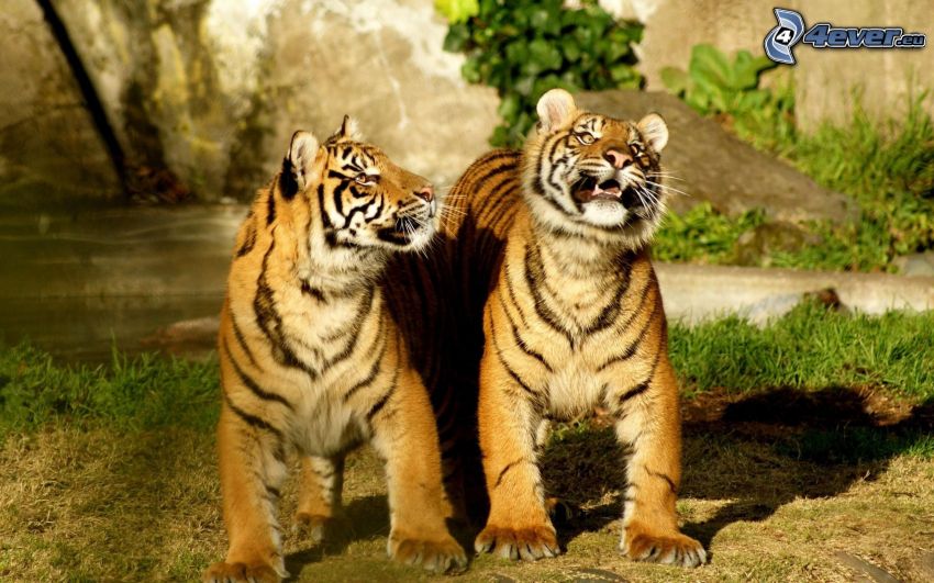 tigres